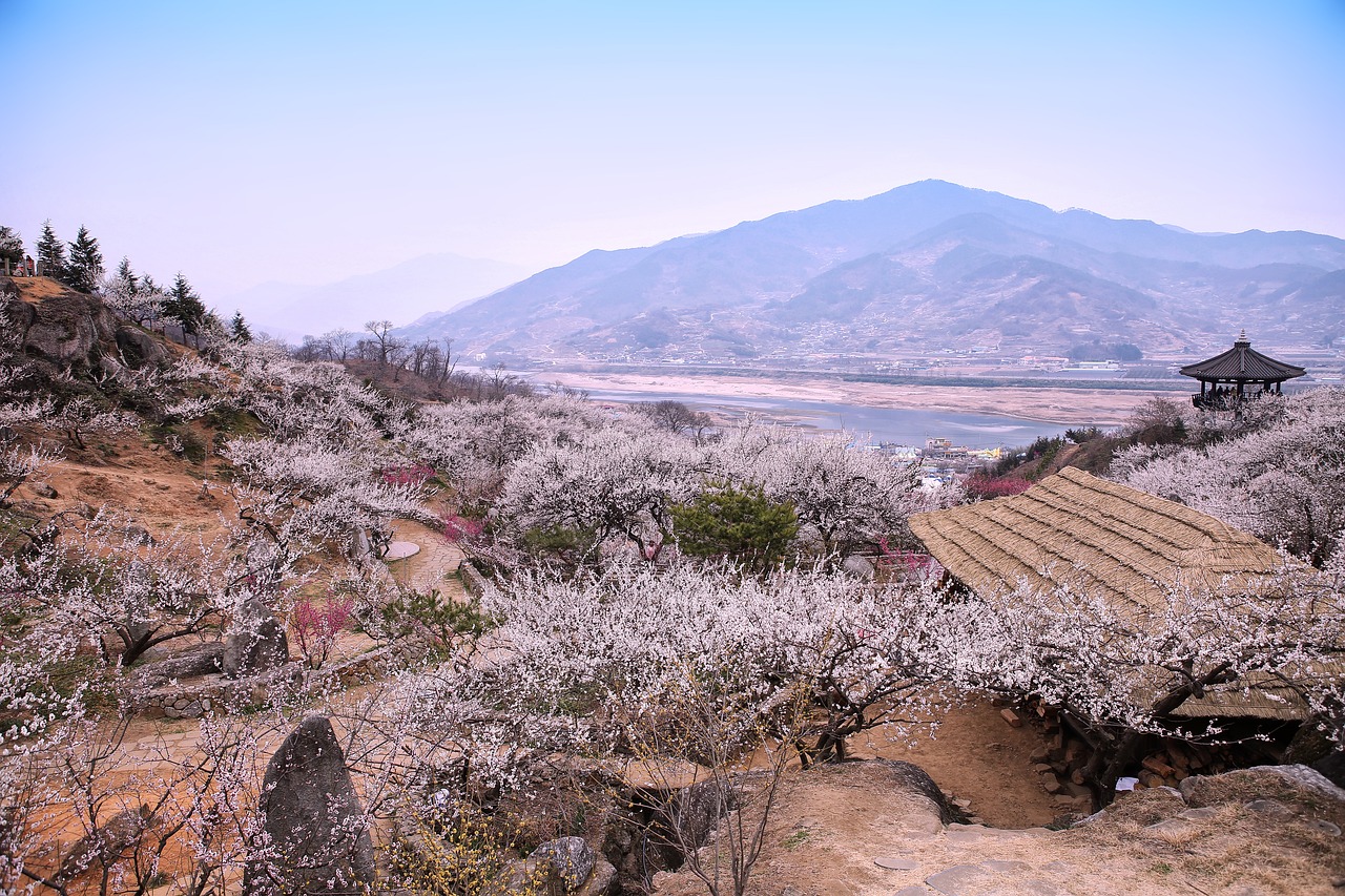 광양 매화축제, 공영주차장 완벽 가이드!