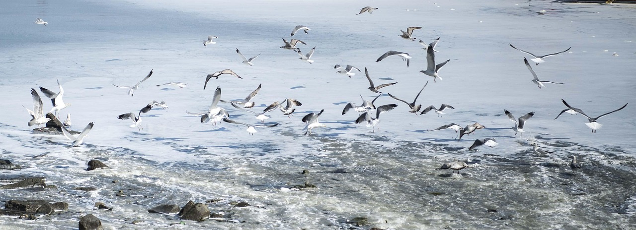 고흥 축제 즐길거리 완벽 가이드와 팁