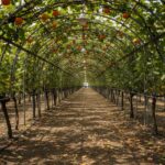 청도 와인터널 여름 실내 데이트 코스 및 감와인 시음법