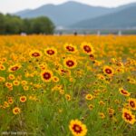 함안 악양생태공원 금계국 개화 및 남강 변 산책로 이용 방법