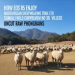 무등산 양떼목장 산책로와 수만리 들국화 마을 연계하여 즐기는 방법