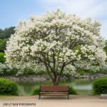 밀양 위양지 이팝나무 개화 시기 및 완재정 인생샷 촬영 포인트