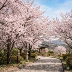 경주 벚꽃 개화 시기에 맞춰 실패 없는 인생 사진 남기는 방법