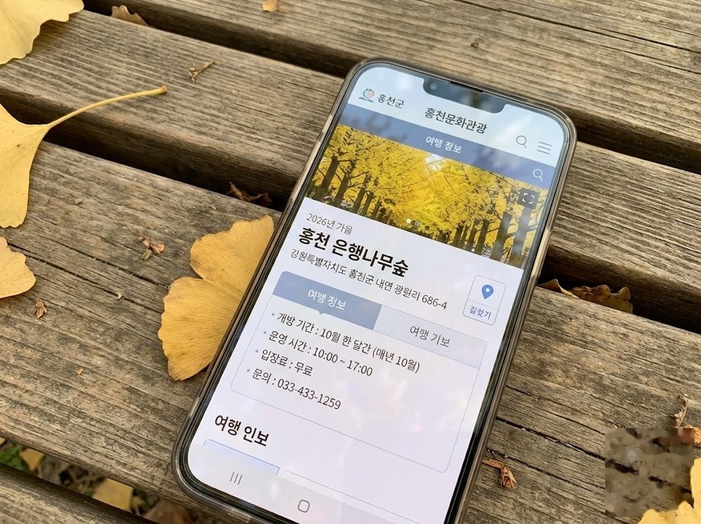 스마트폰으로 확인하는 홍천 은행나무숲 개방 및 운영 정보